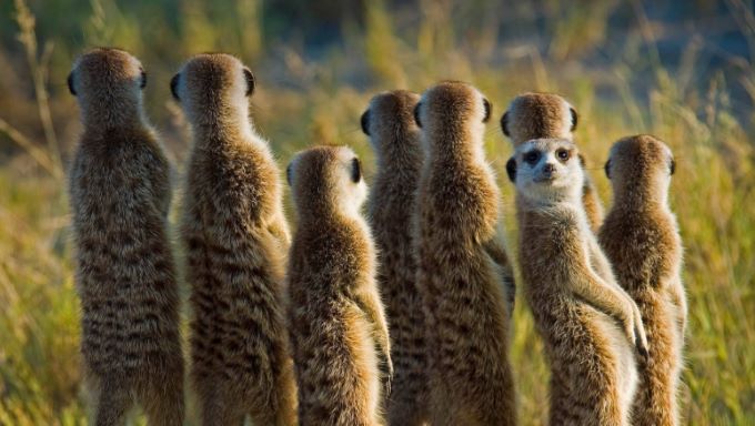 Meerkats